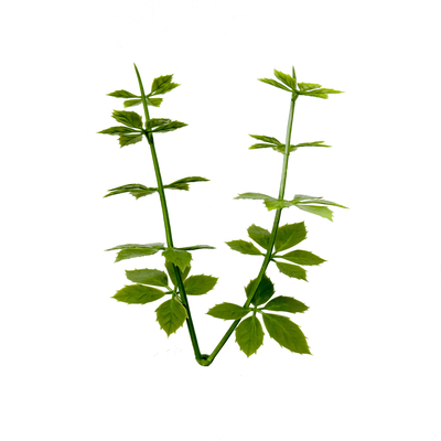 PE Plastic Plants Artificial Bush Wall 50*50cm For Home Decorative